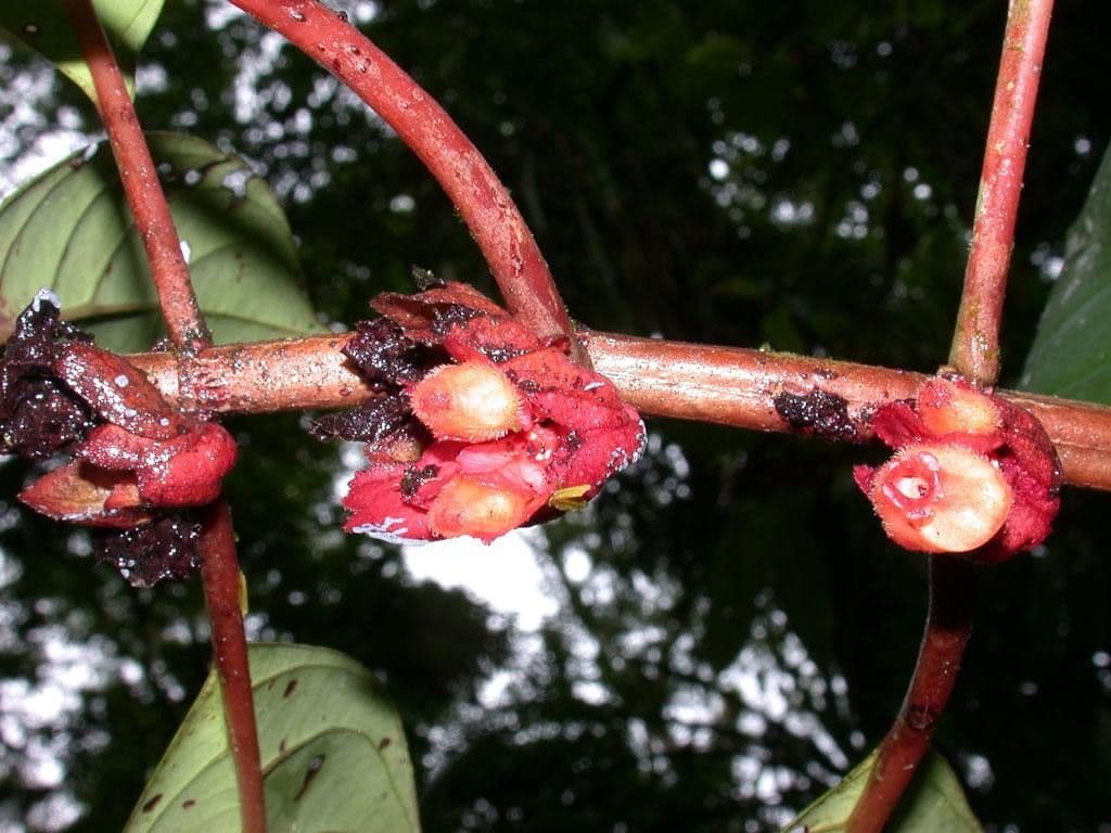 Drymonia coriacea 3