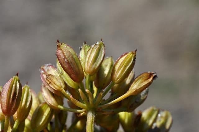 Ligusticum scoticum 3