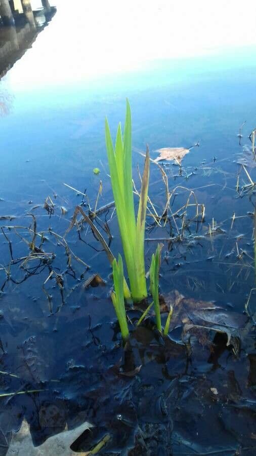 Sumpf-Schwertlilie 14