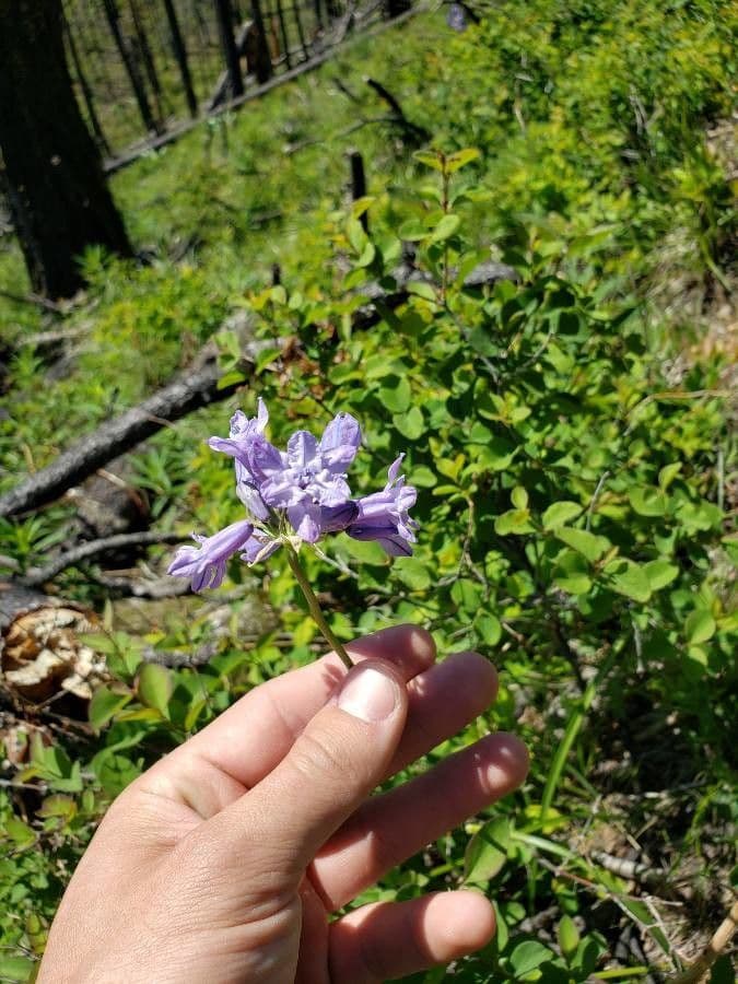 Triteleia grandiflora 3