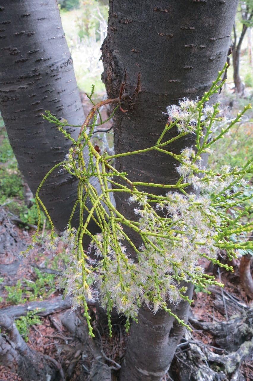 Misodendrum 4