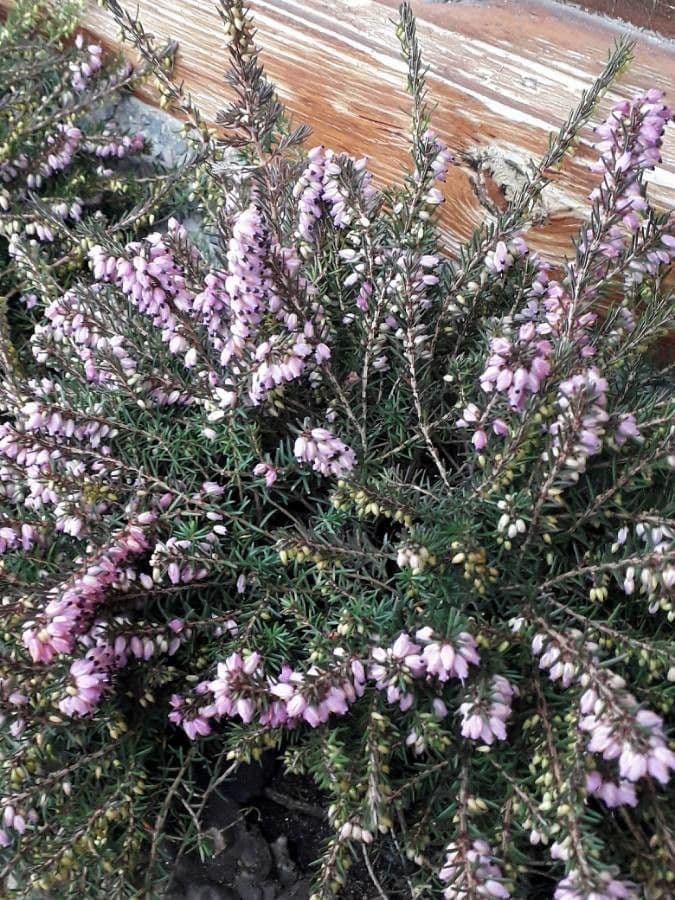 Cornwall-Heide 10