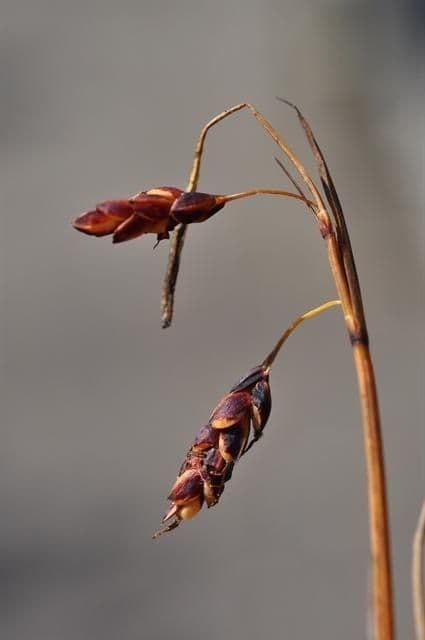 Carice rariflora