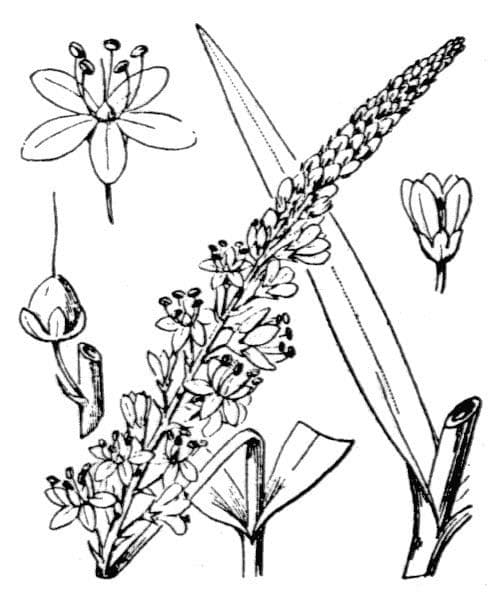 Erba lucciola 21