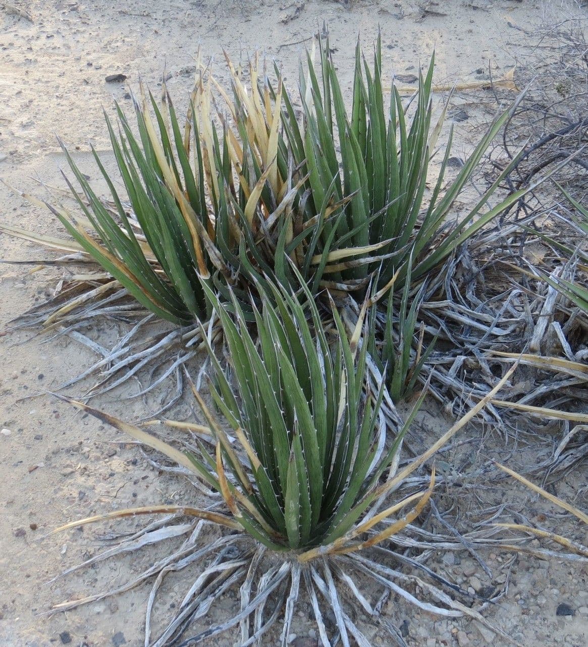 Agave lechuguilla 14