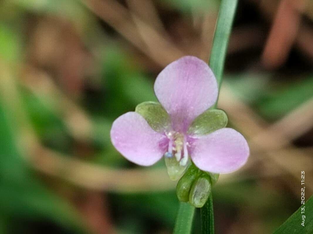 Murdannia nudiflora 3