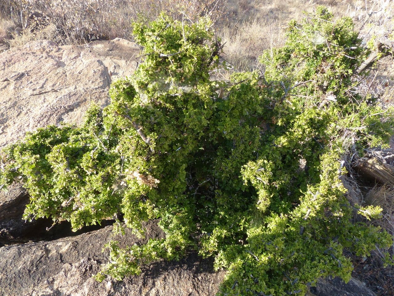 Haplocoelum 3