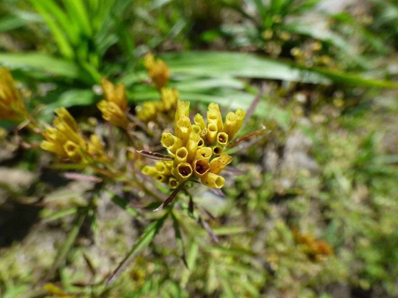 Tagetes minuta