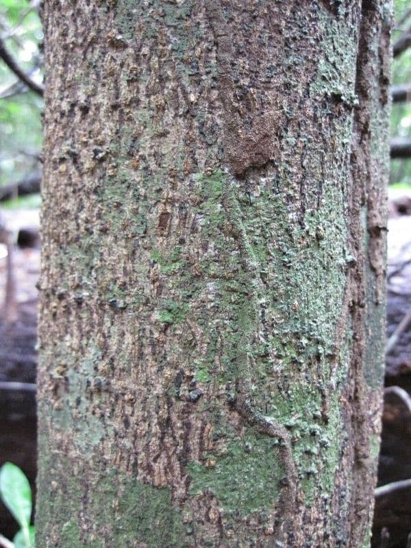Cupania scrobiculata 15