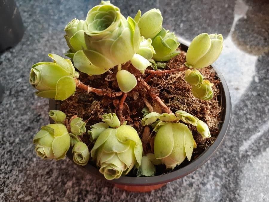 Aeonium 4