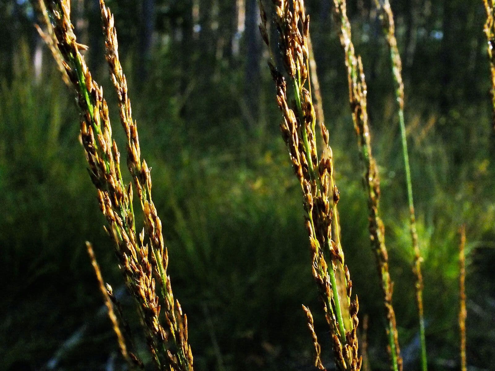 Molinia 4