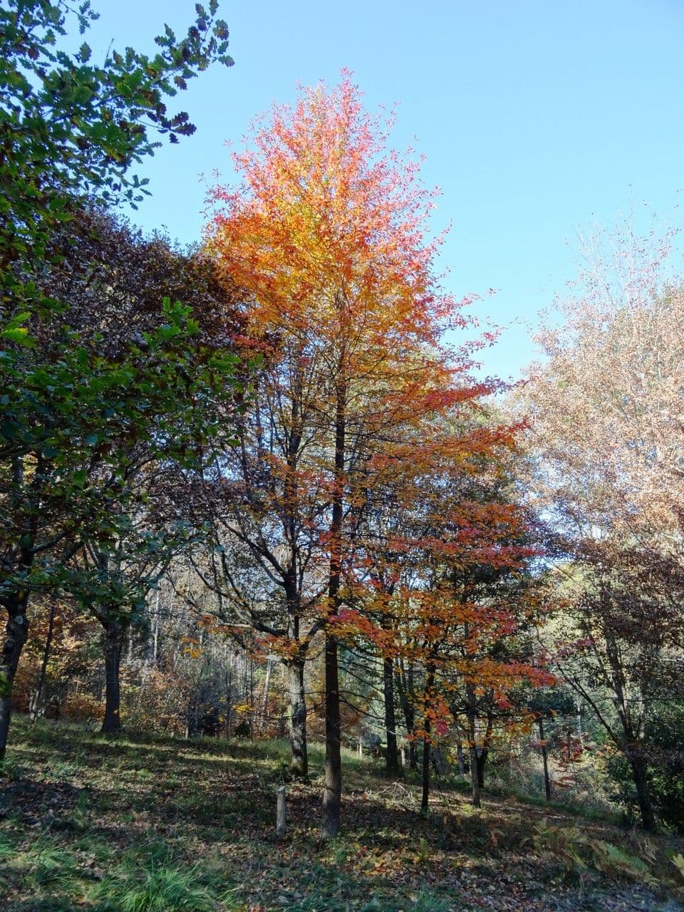 Nyssa sylvatica 15