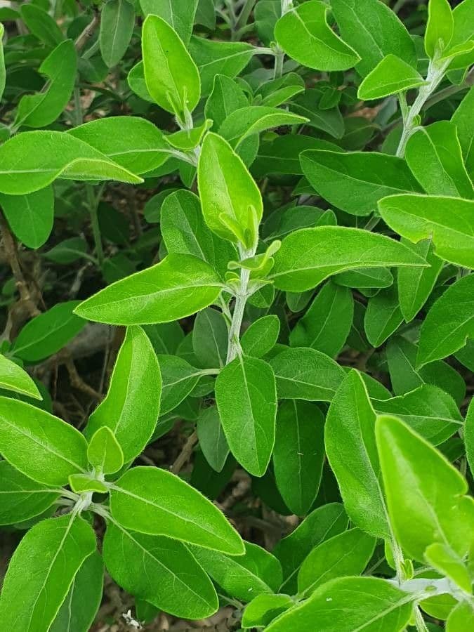 Barleria 11