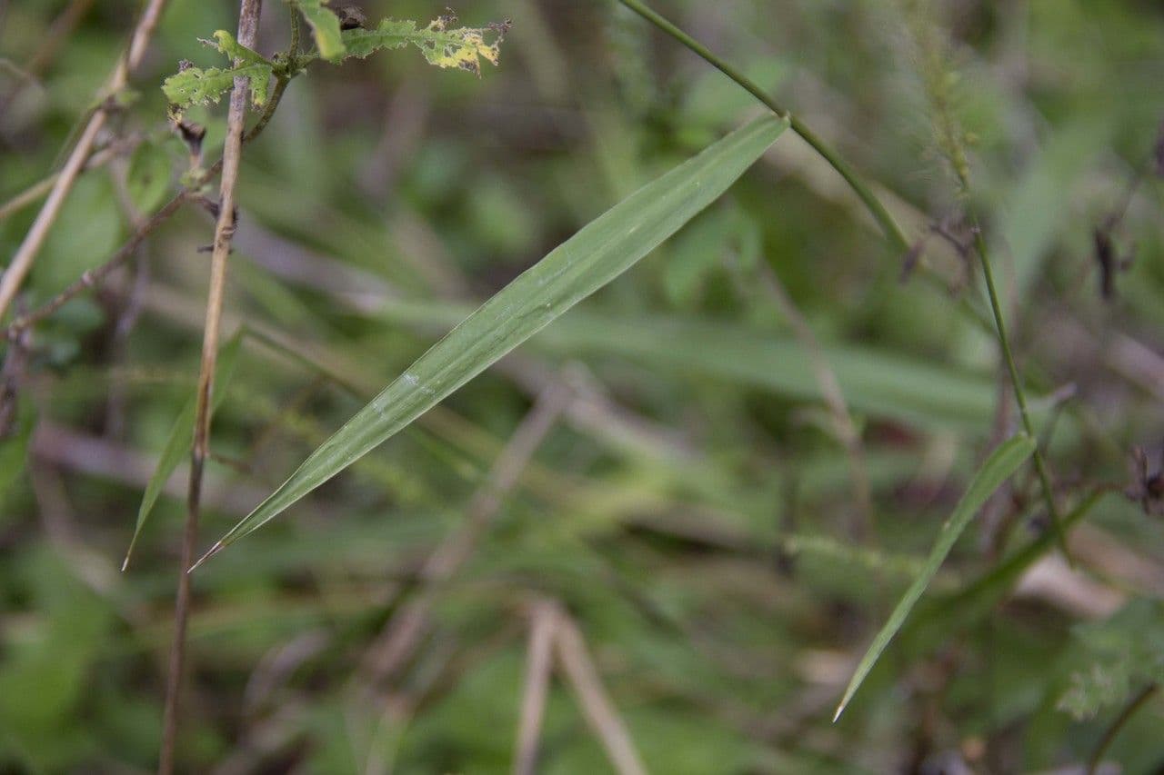 Setaria 7
