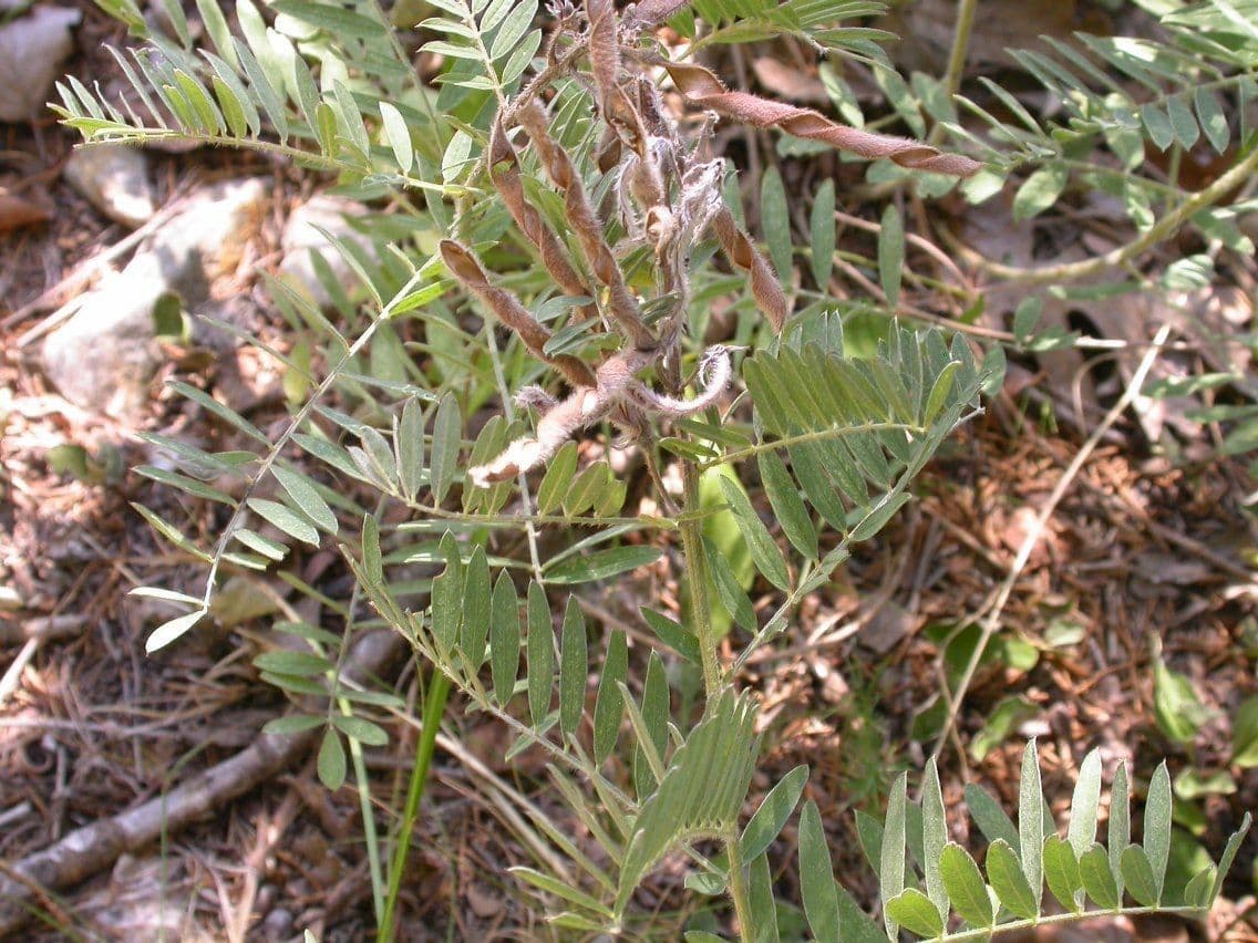 Tephrosia 7