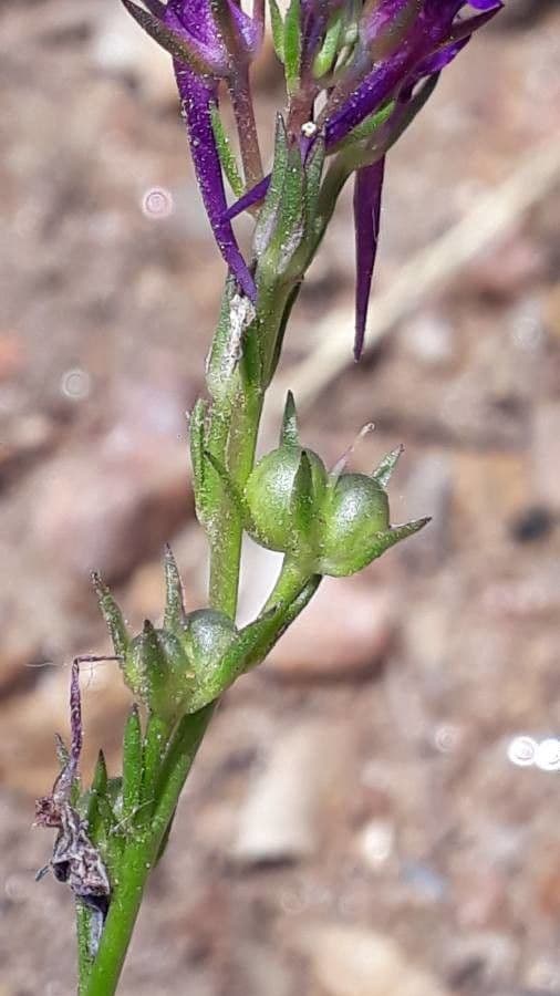 Lenec pelisseriana