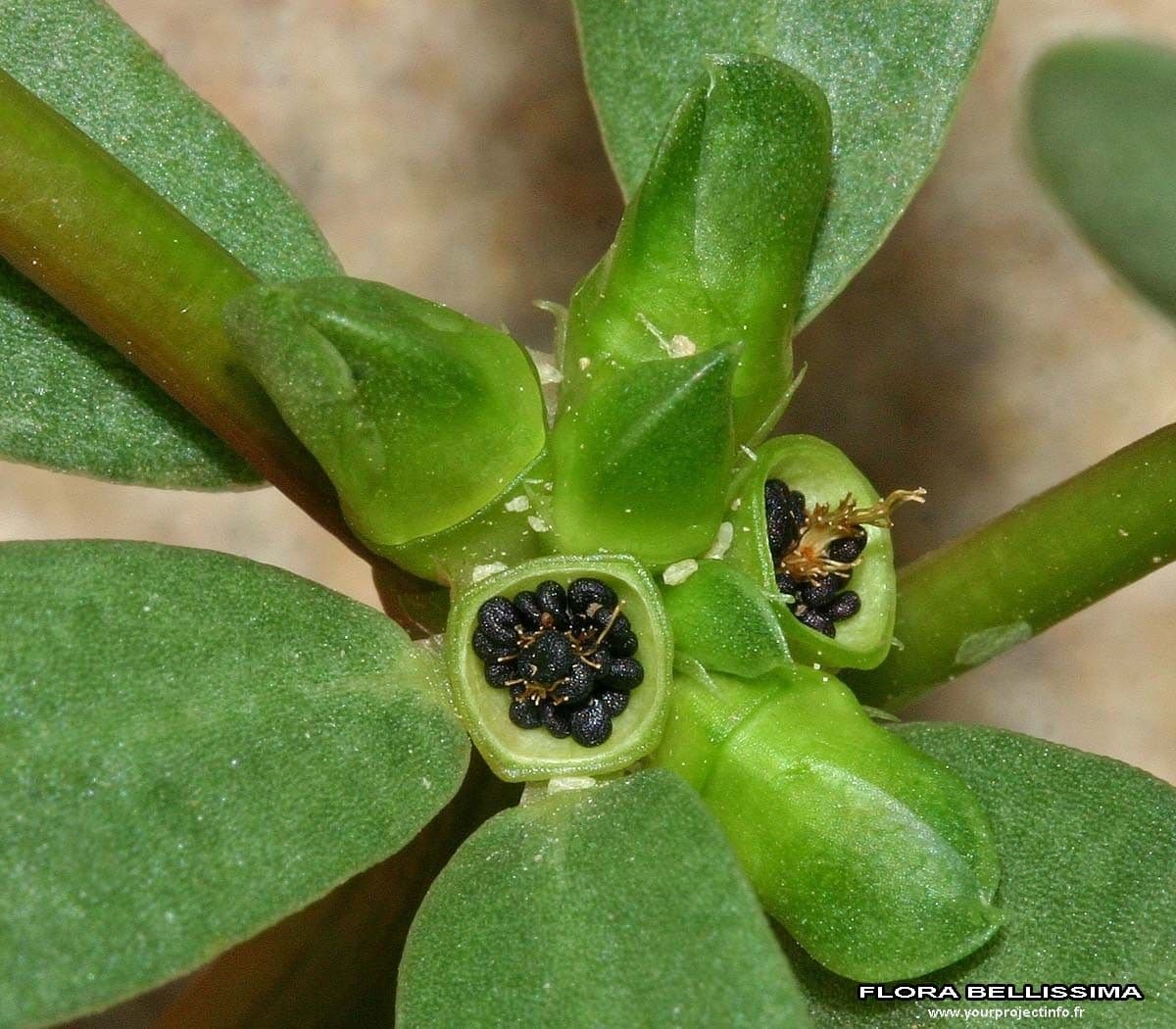 Porcellana comune 2