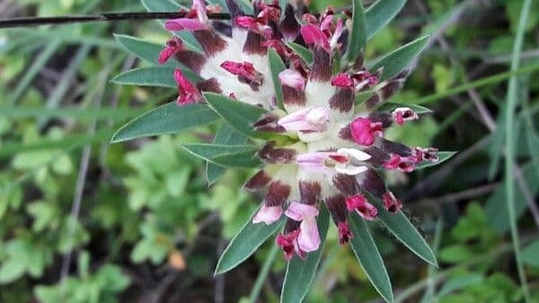 Vulneraria 9