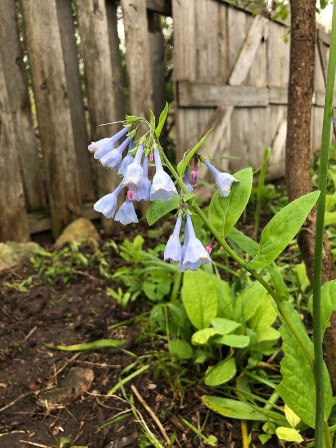 Virginisches Blauglöckchen 3