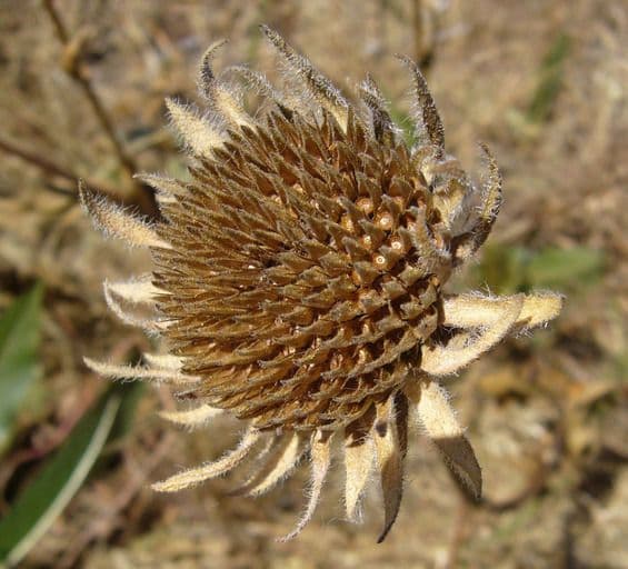 Wyethia