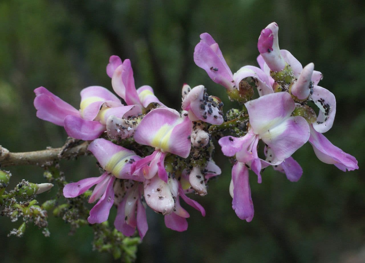 Lonchocarpus 7