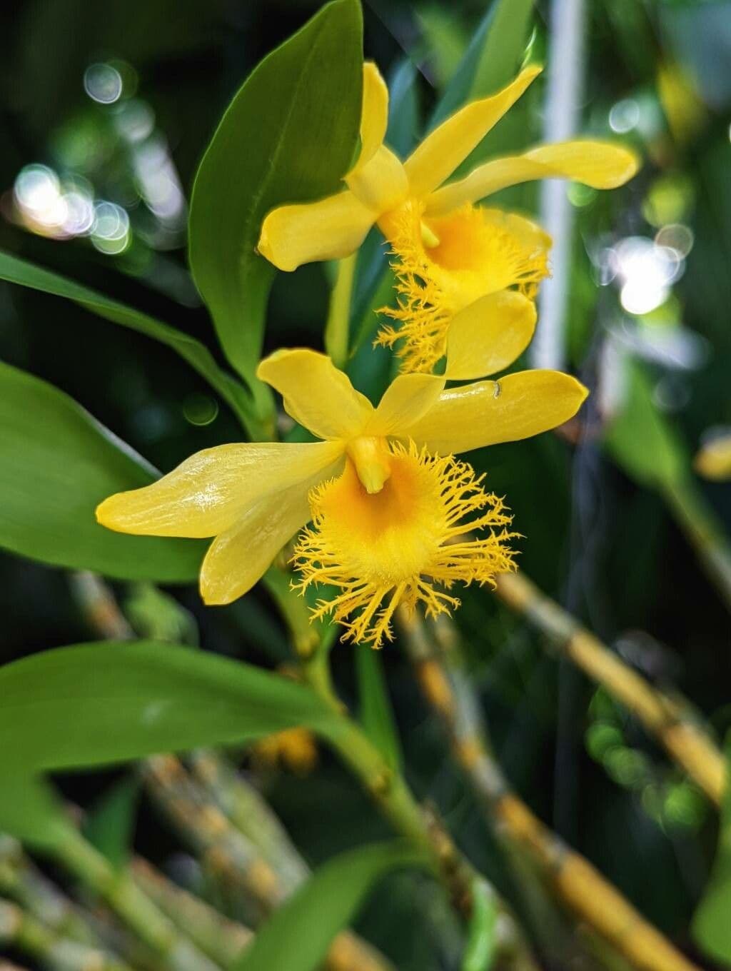 Dendrobium 2