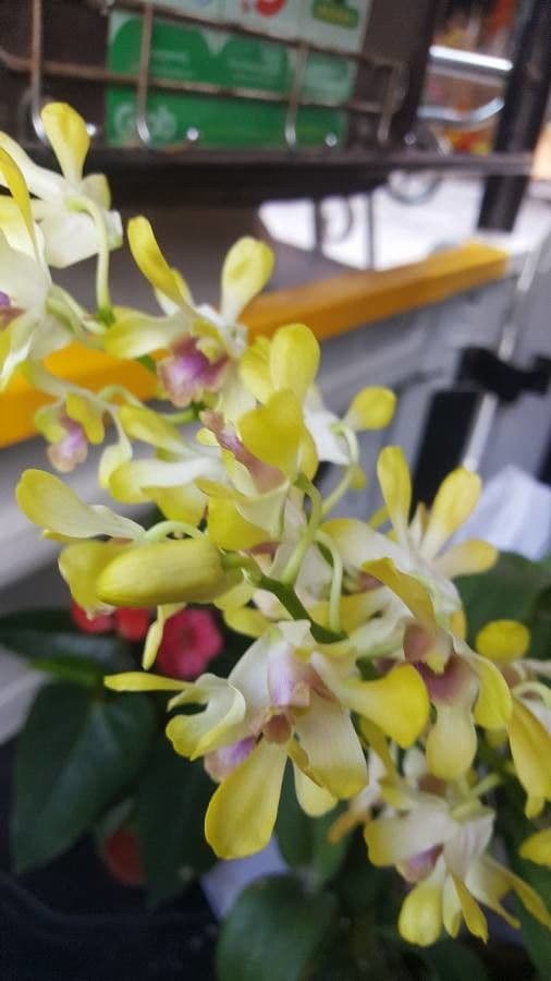 Encyclia