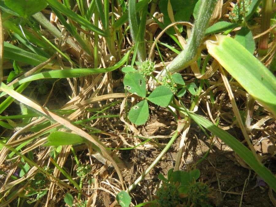 Trifoglio agglomerato 19