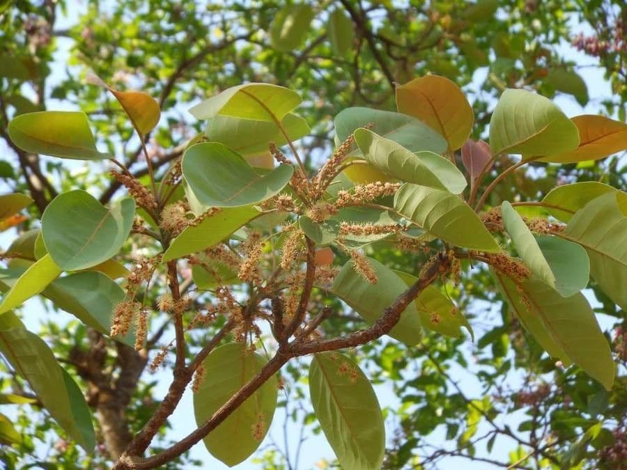 Mirabolano bellerico 3