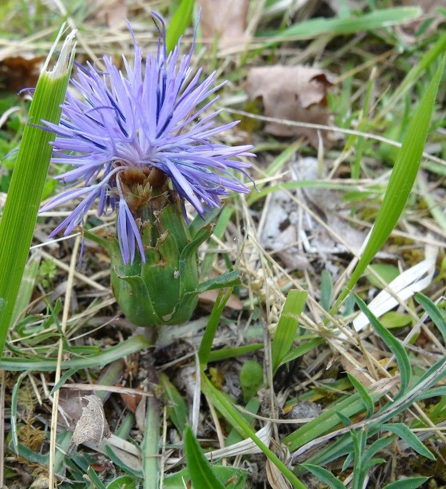 Sanftdistel 10