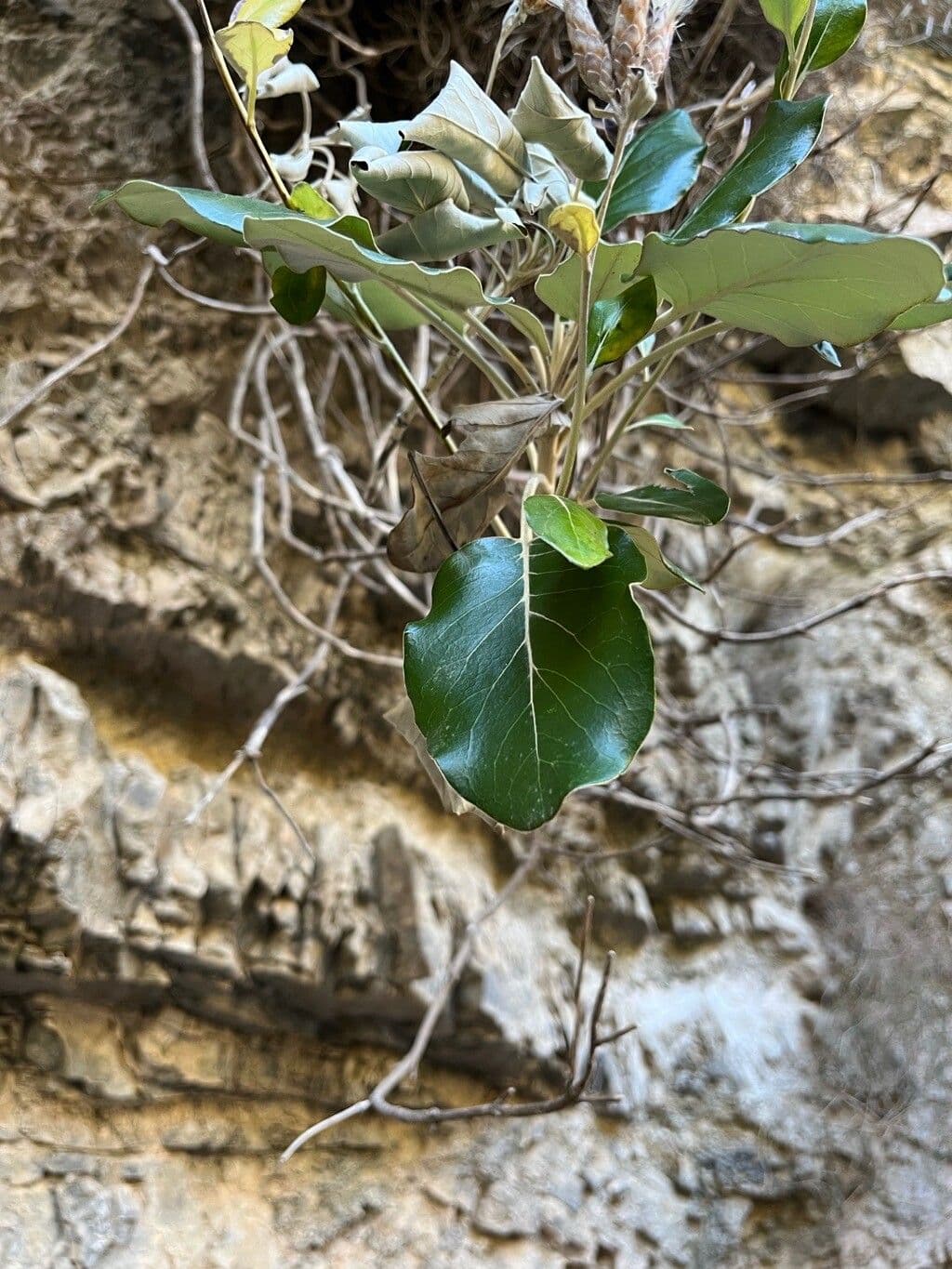 Staehelina 6