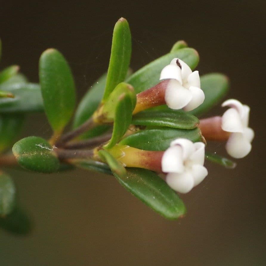 Alyxia kaalaensis 2