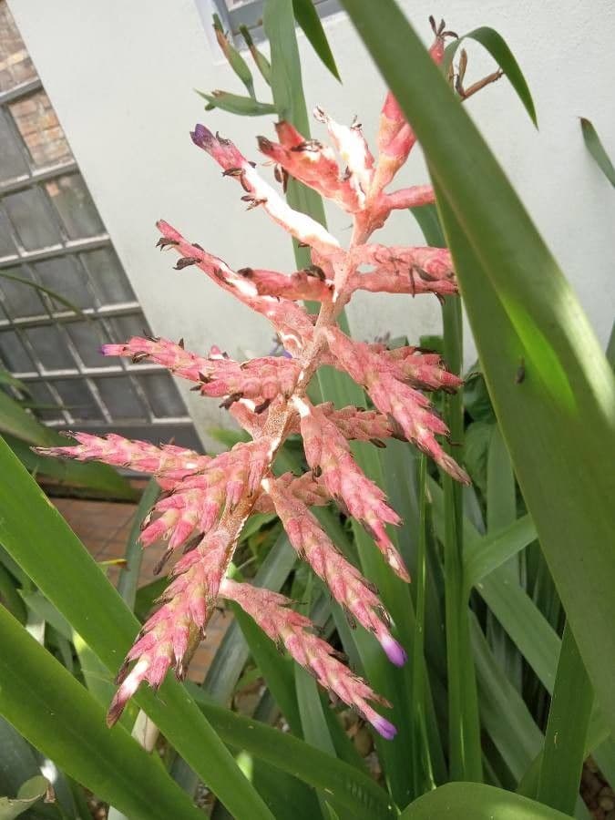 Aechmea 4