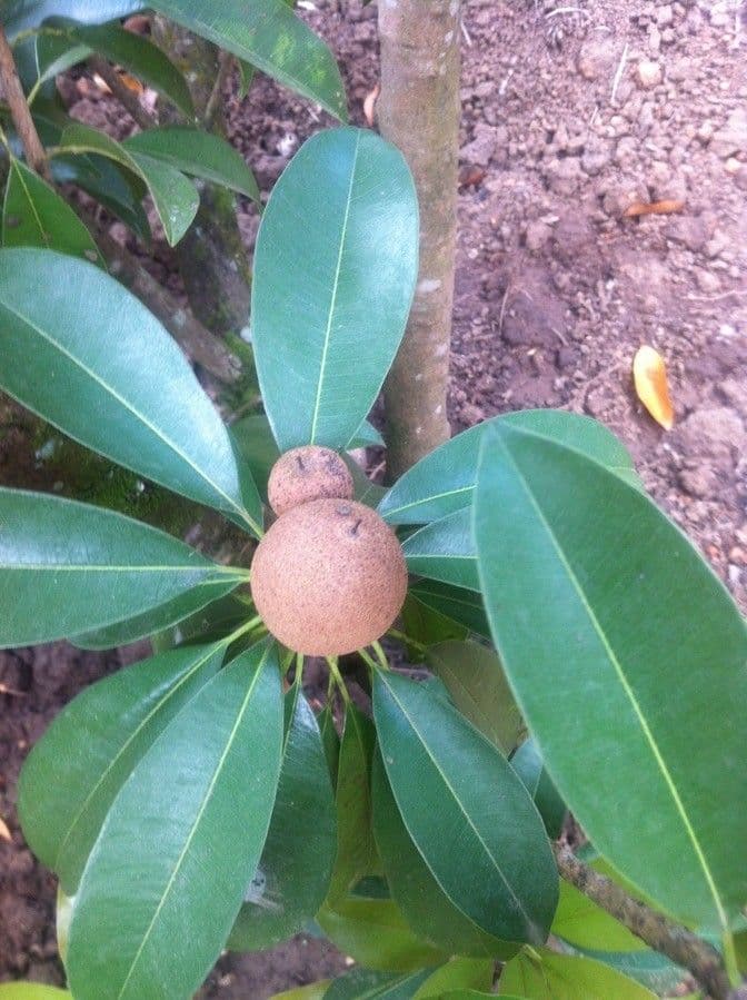 Sapitilla