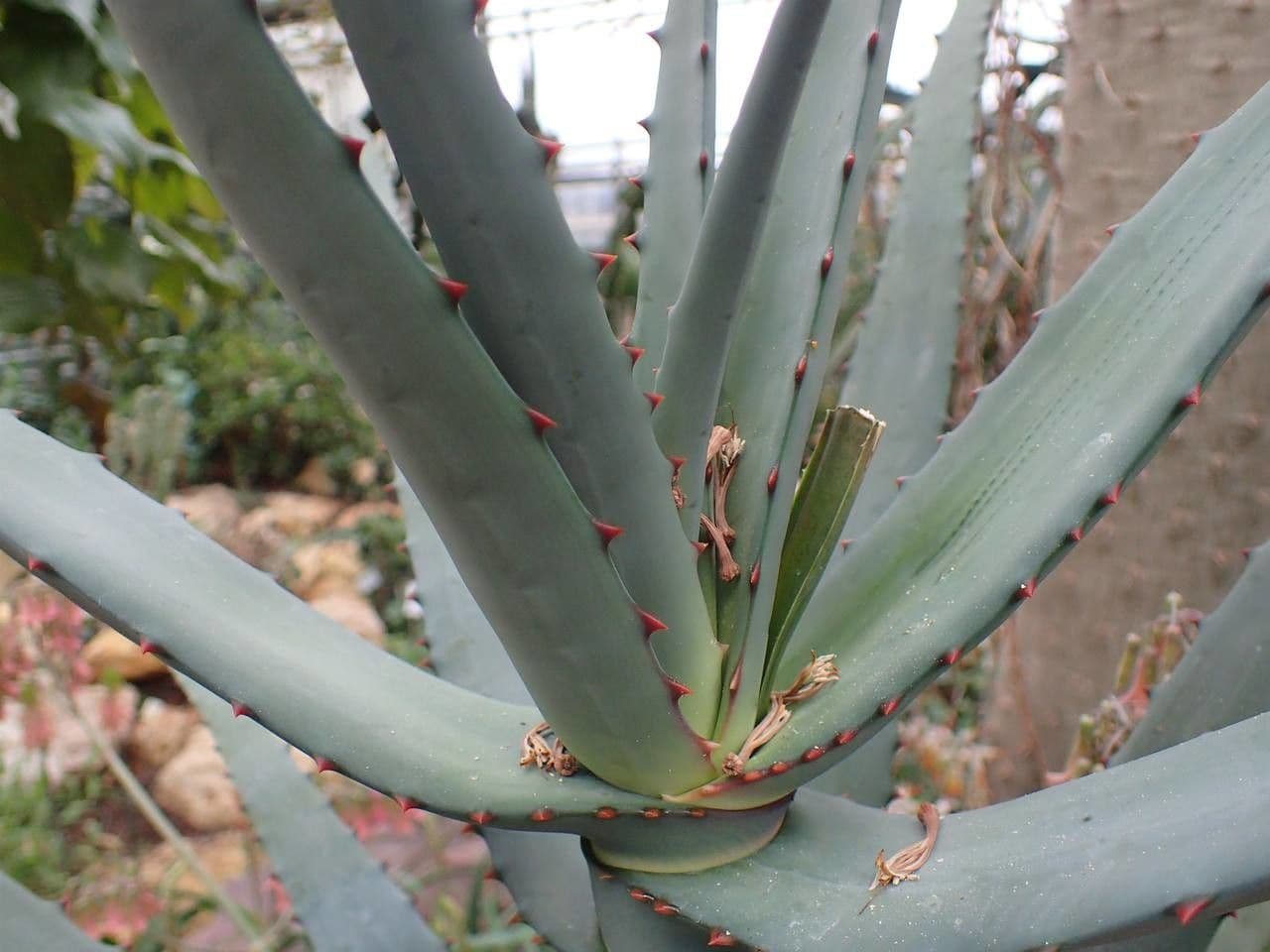 Aloe 5