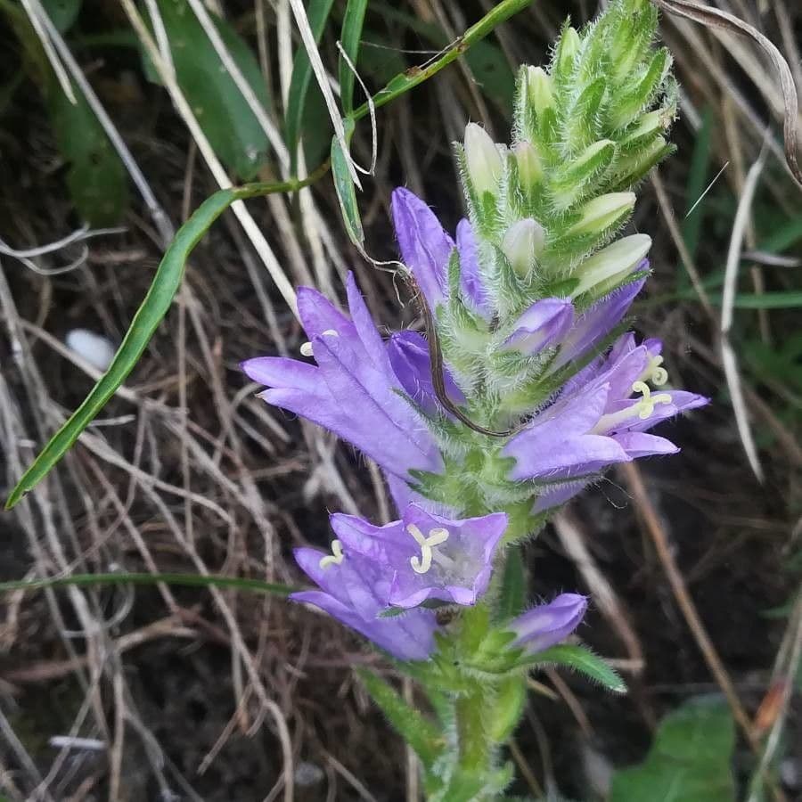 Campanula spigata 4