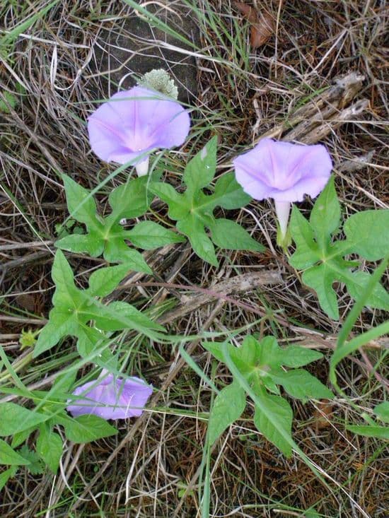 Ipomée pubescente 10