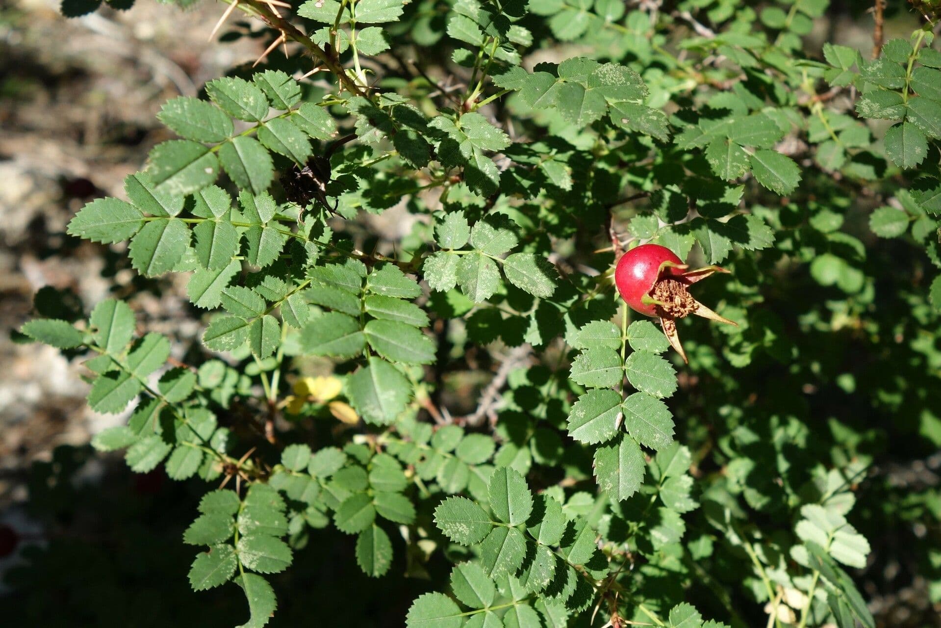 Bibernell-Rose 17