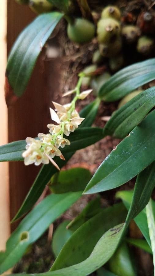 Bulbophyllum 7