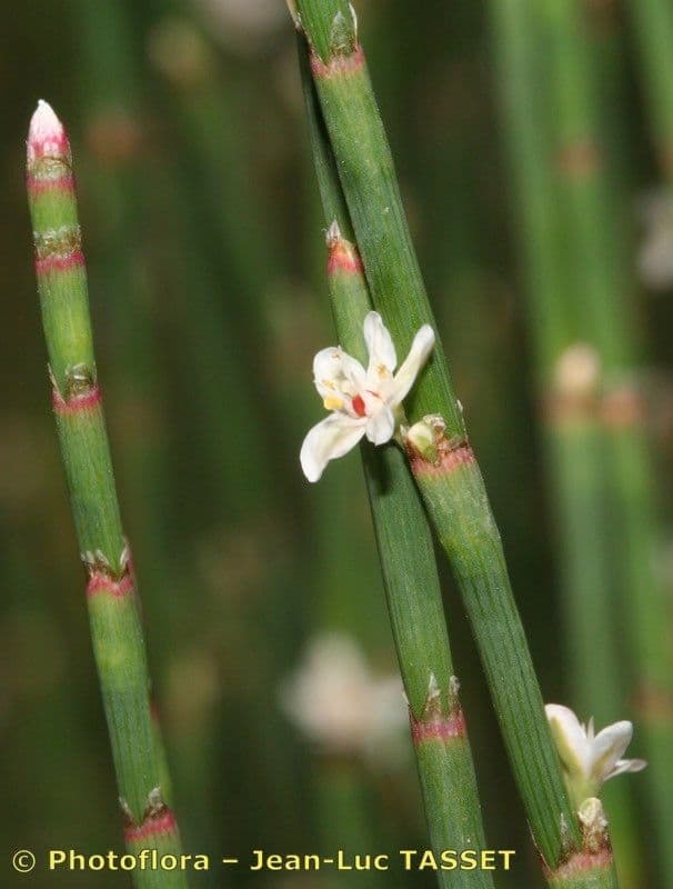 Polygonum 17