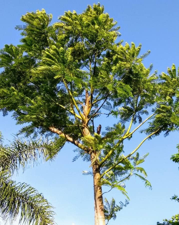 Schizolobium parahyba 15