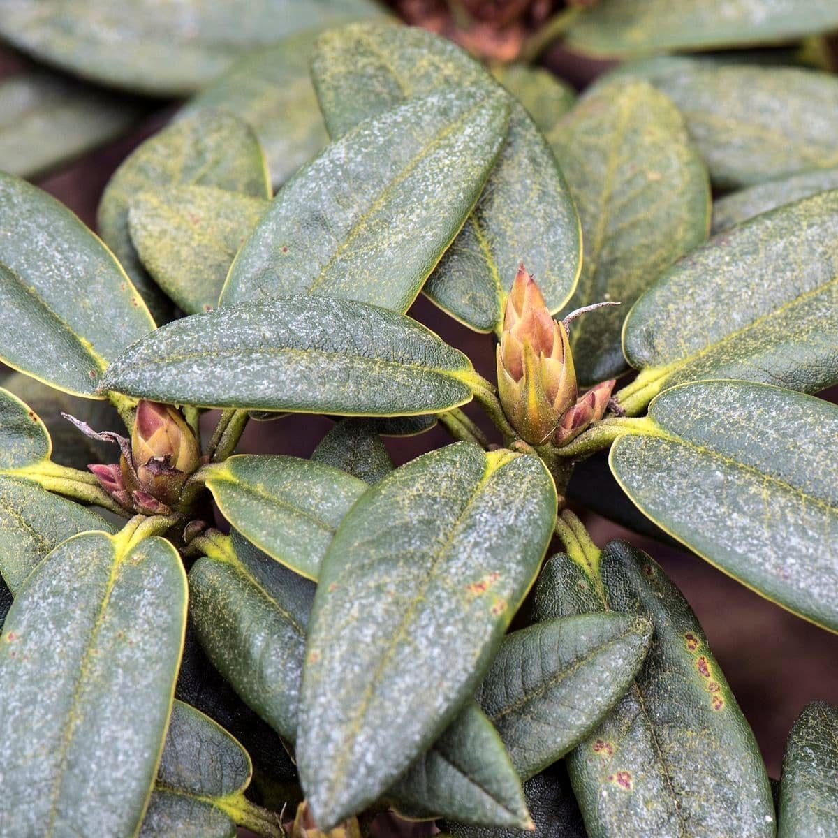 Rododendro 11