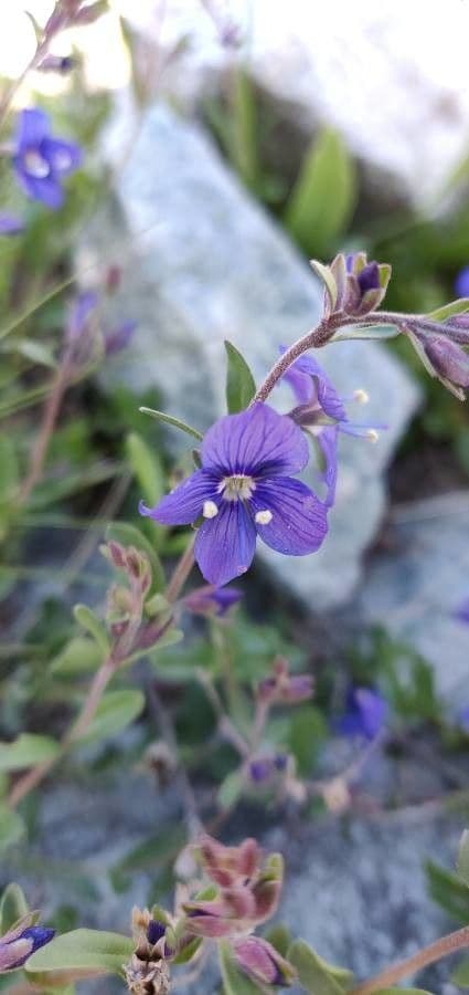 Rock speedwell 9