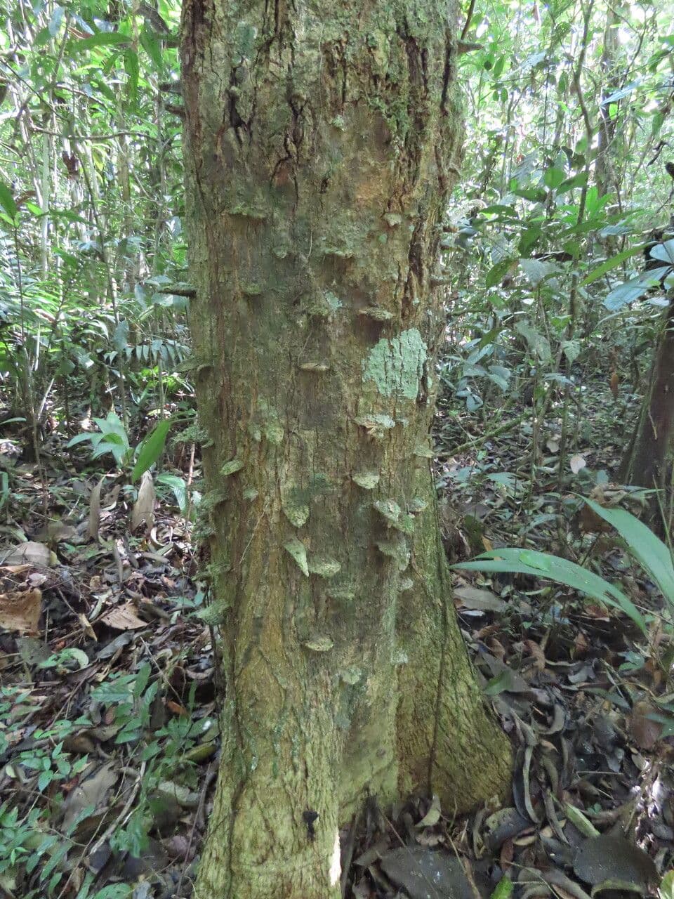 Zanthoxylum 17