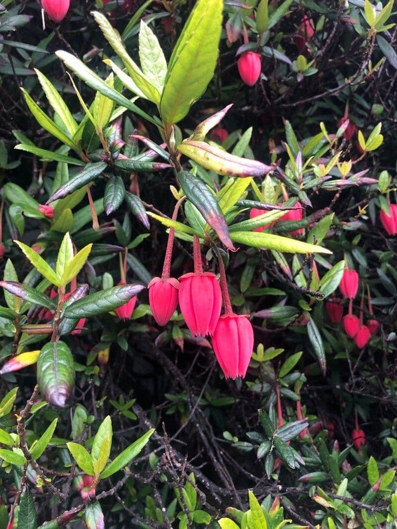 Crinodendron 15