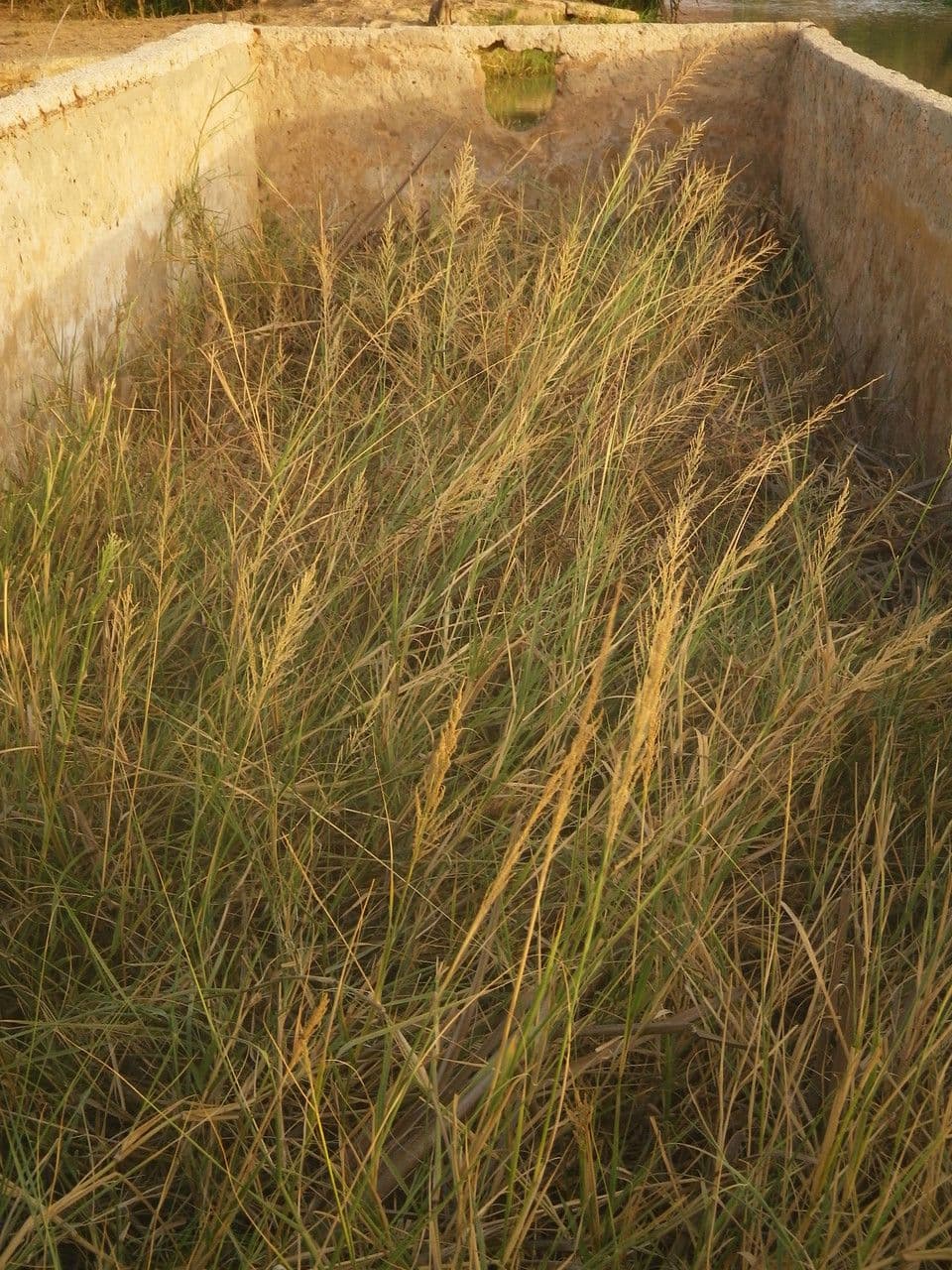 Sporobolus 9