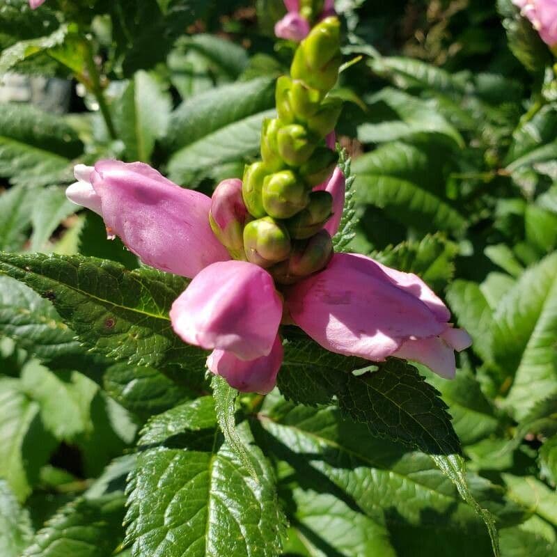 Chelone 6