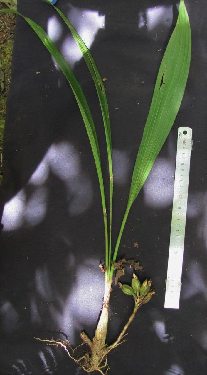 Coeliopsis 2