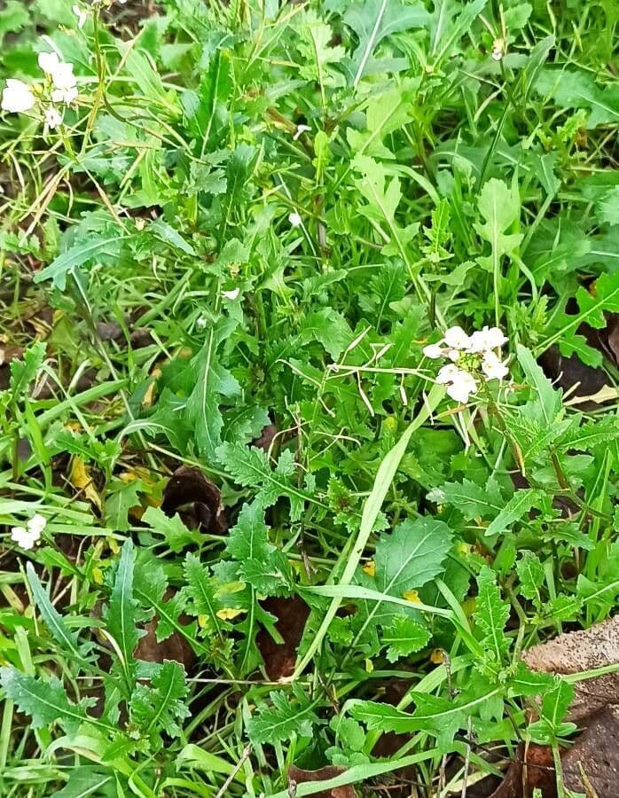 Rucola selvatica 18