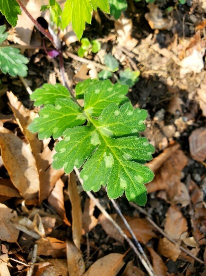Hydrophyllum 6